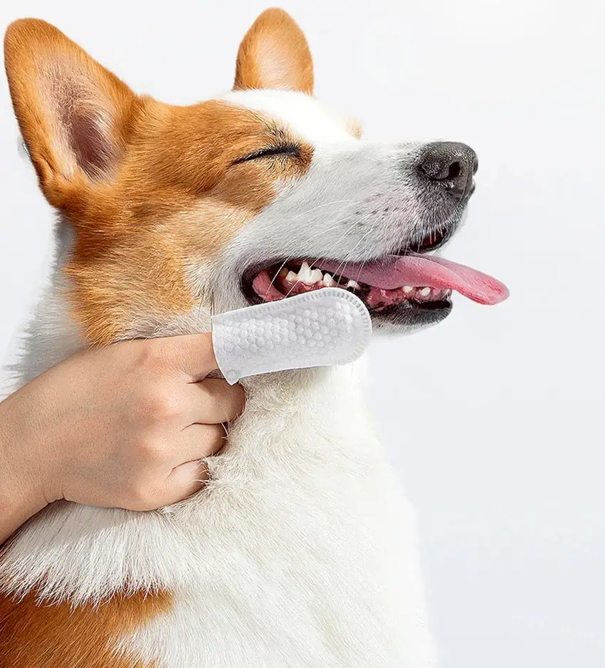 The pet consumables industry is continuously expanding with a wide range of products and significant profit margins. It features low manufacturing barriers, a sustainable demographic dividend, and vibrant innovation, meeting more personalized needs.
